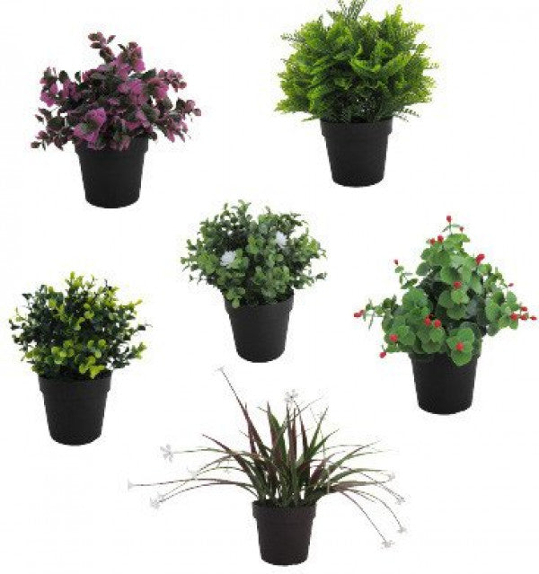 Piantine sempreverde con foglie (4)