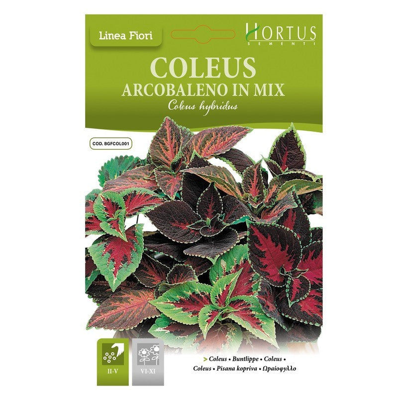 Coleus Arcobaleno mix DB