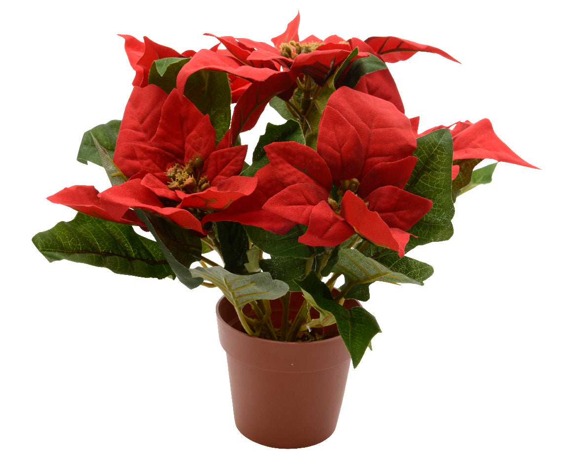 Poinsettia rossa in vaso h. 27cm