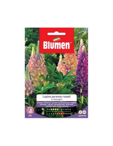 Semi Lupino Perenne Russel Mix Blumen