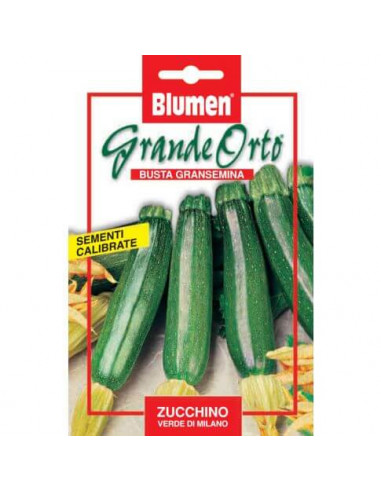 Semi Zucchino Verde Di Milano