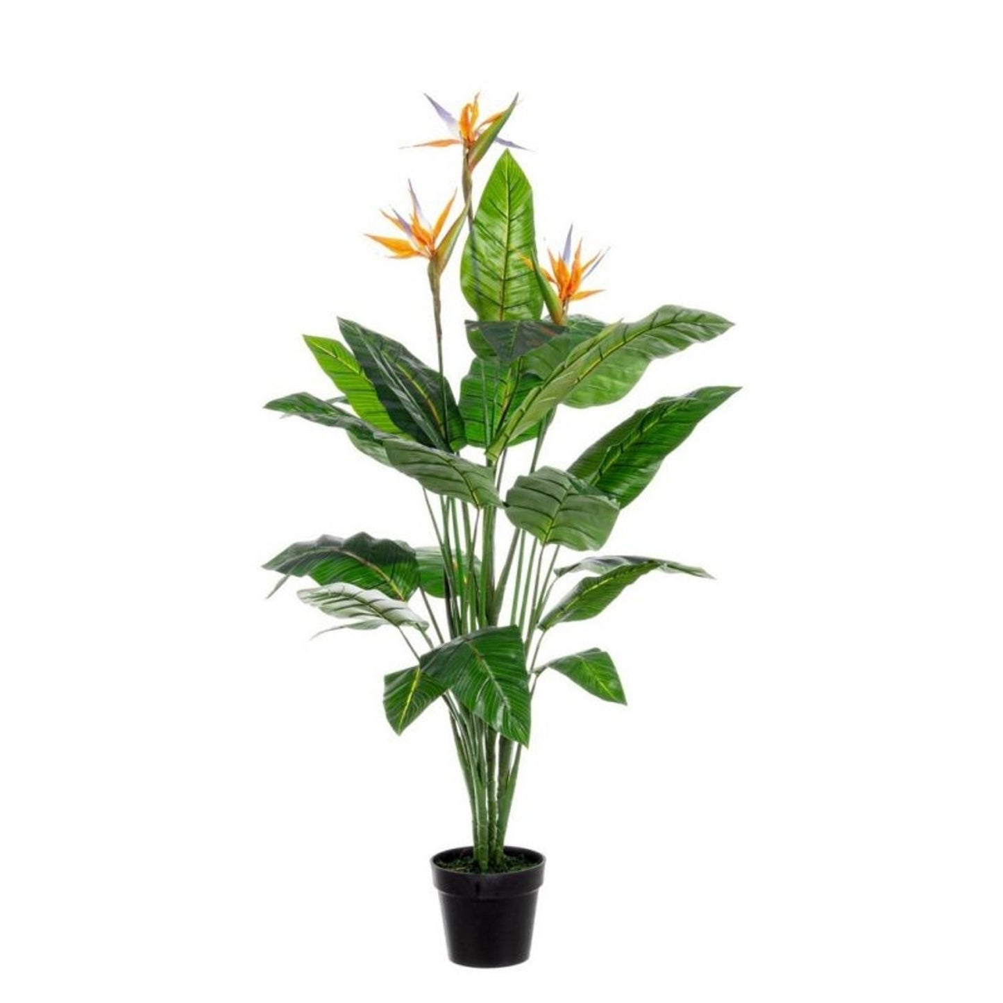 Pianta Sterlitzia h150 x 70x70 cm