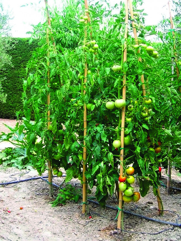 Canne in bambù pieno per sostegno piante Ø 2,2-2,4 cm h 180 cm