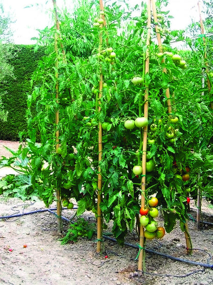 Canne in bambù pieno per sostegno piante Ø 2,2-2,4 cm h 180 cm