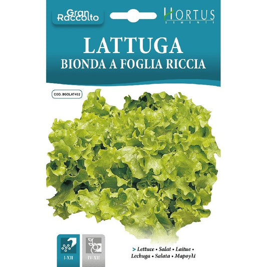 Lattuga Bionda a foglia riccia Gran Raccolto