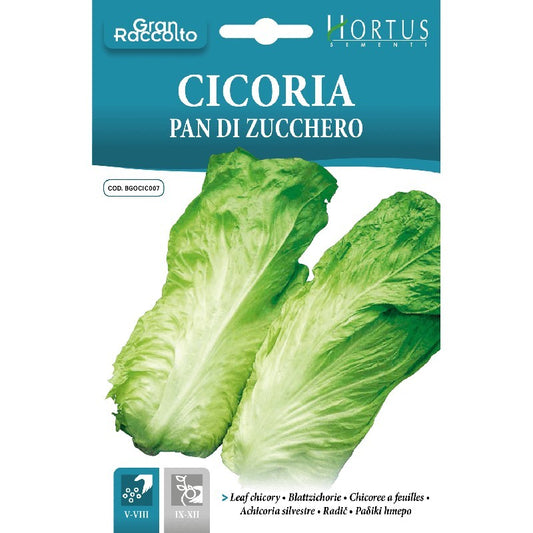 Cicoria Pan di zucchero Gran Raccolto