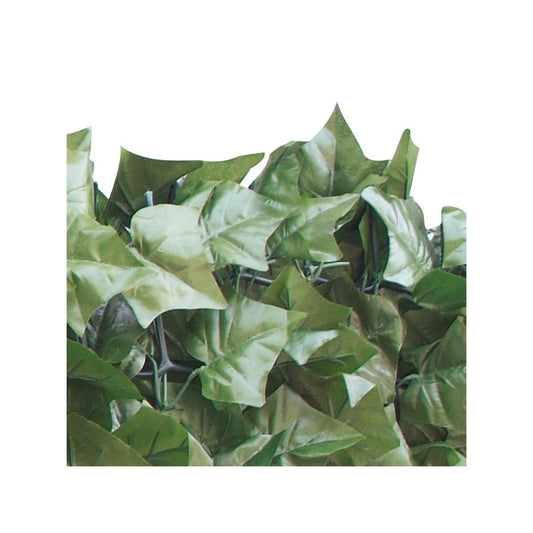 Sempreverde Point foglie Edera 1,5x3 m