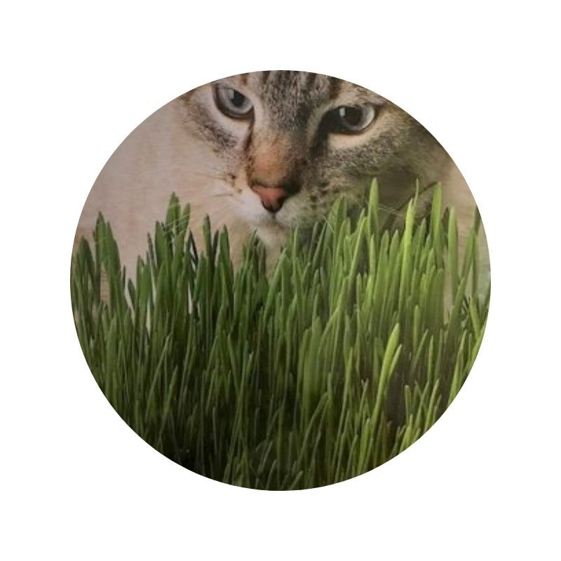 Erba dei gatti AQ