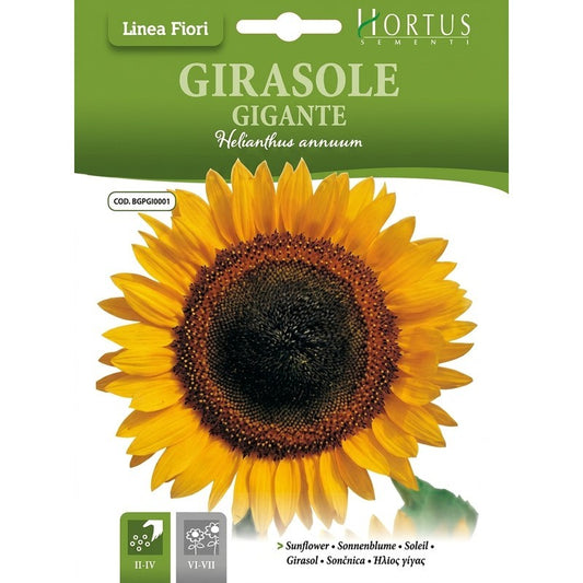 Girasole gigante DB