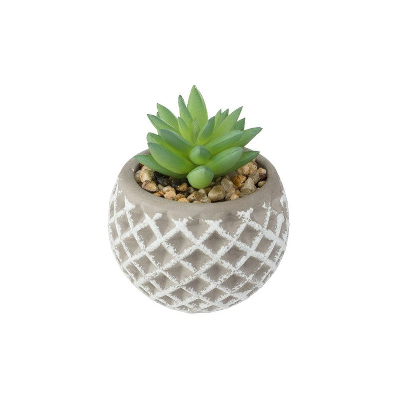 Succulenta H9 cm con vaso in cemento