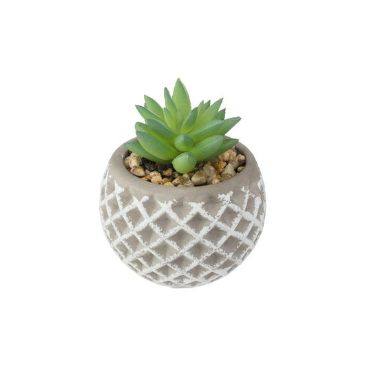 Succulenta H9 cm con vaso in cemento