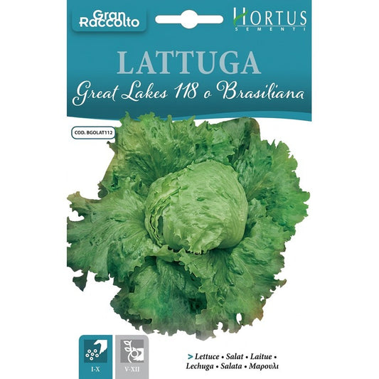 Lattuga Great Lakes 118 Brasiliana Gran Raccolto