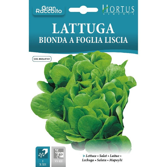 Lattuga Bionda a foglia liscia Gran Raccolto