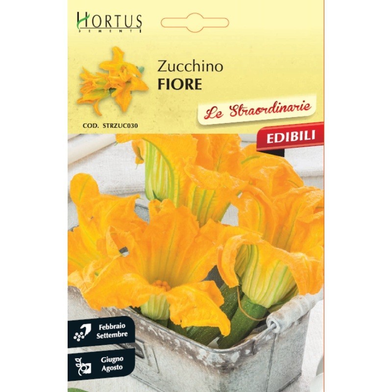 Zucchino Fiore straordinarie