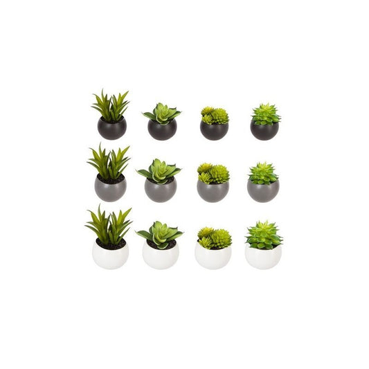 Pianta grassa D6 cm con vaso magnetico